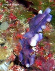 Photo: H. Blatterer, Dahab; Click for a larger picture